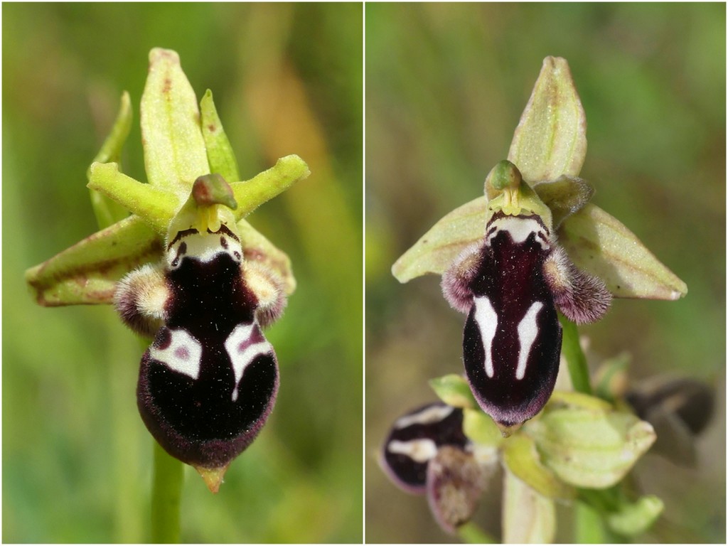 Ophrys tardive e altre orchidee in Epiro - Grecia settentrionale  22_30 maggio 2024.